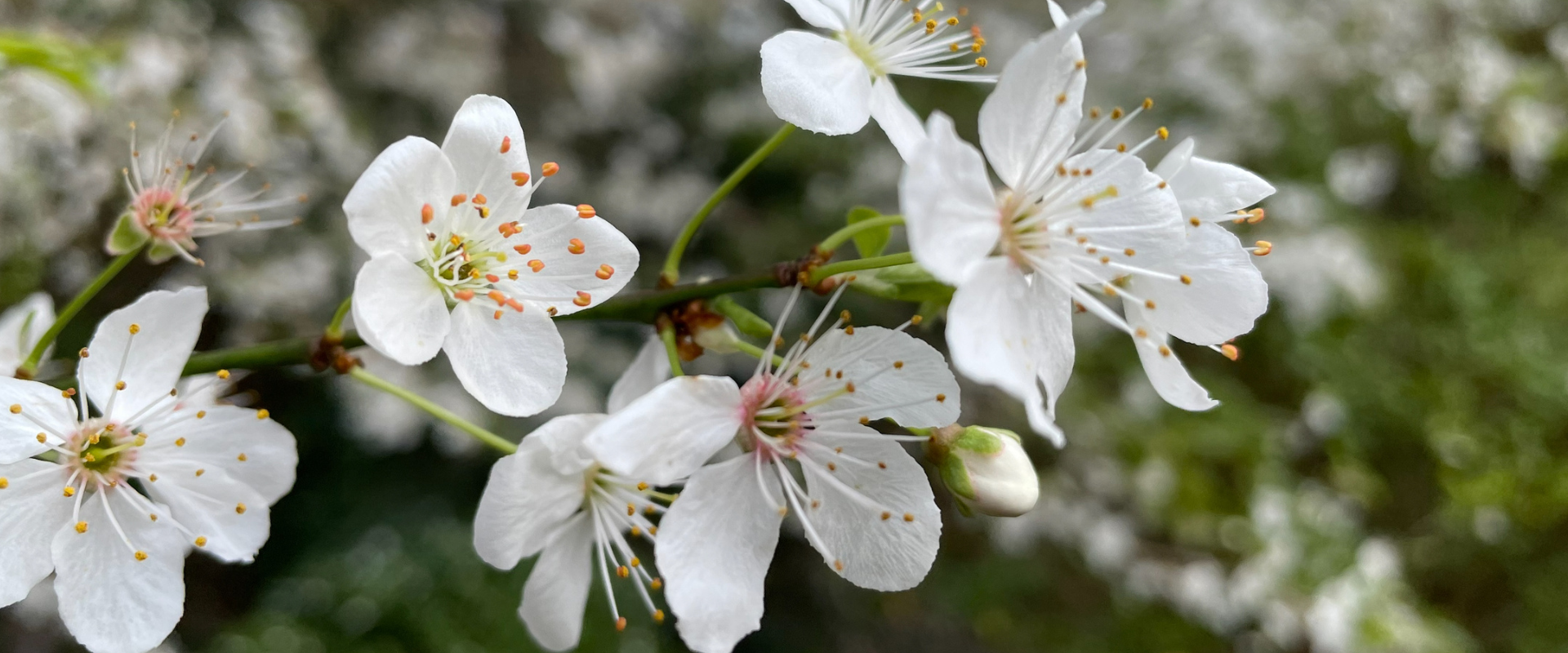 Best 9 Places to Hunt Sakura (Cherry Blossoms) across the UK | Starry Mart